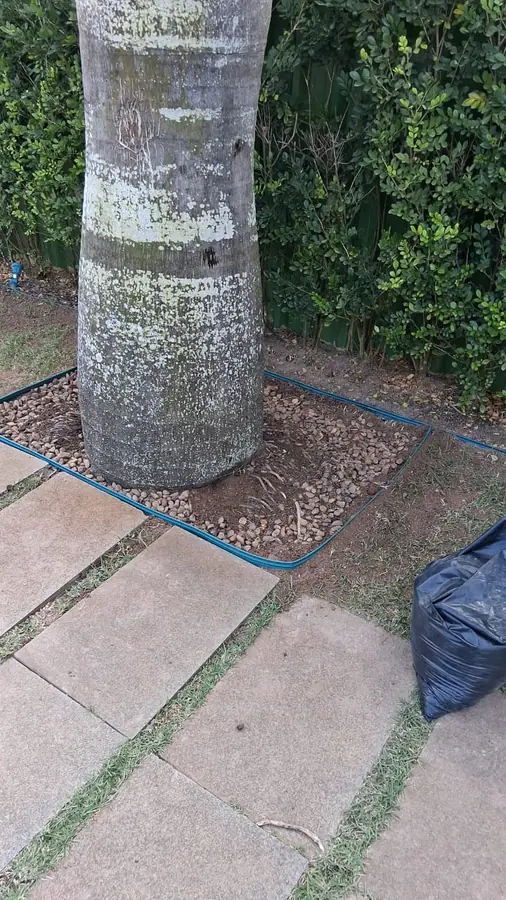 Detalhe de canteiro com mulch ao redor de árvore