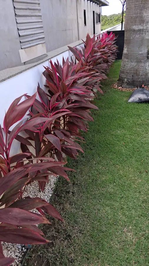 Cróton vermelho ao longo do muro