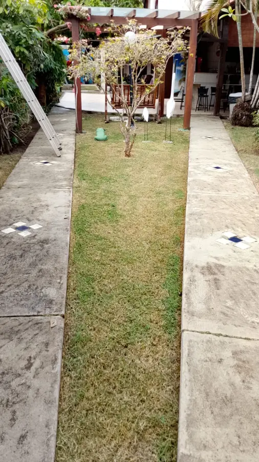Coleção de plantas ornamentais em vasos